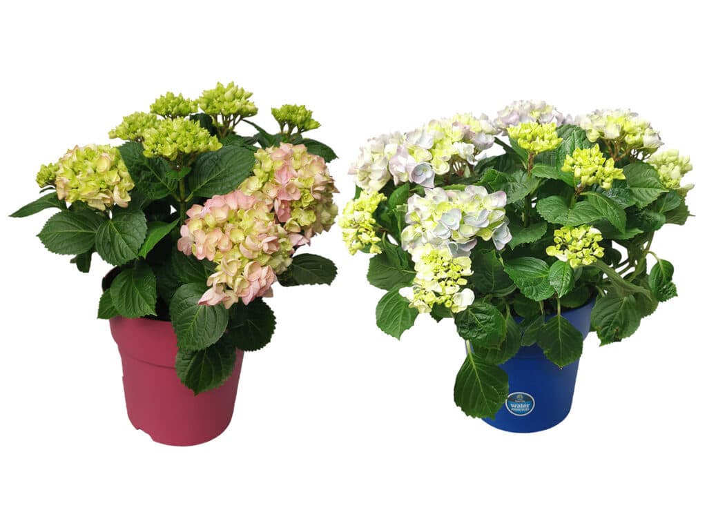 Angebote Salzachblume